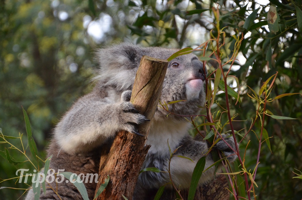 koala sur son eucalyptus en Australie, Blog voyage Trip 85