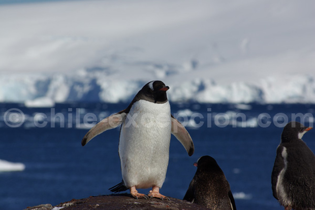 Manchots d'antarctique - Blog Voyage Trace Ta Route