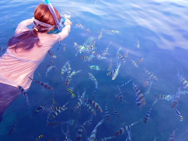 snorkeling poissons tropicaux iles perhentian malaisie