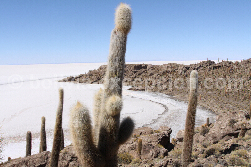 paysage du salar d'uyuni en bolivie et ses cactus - blog voyage trace ta route