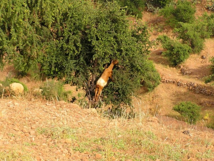 Randonnée à cheval au Maroc - Une chèvre s'attaque à un arganier, Maroc - Blog Voyage Trace Ta Route