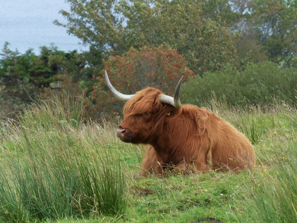 vache-highland-en-ecosse