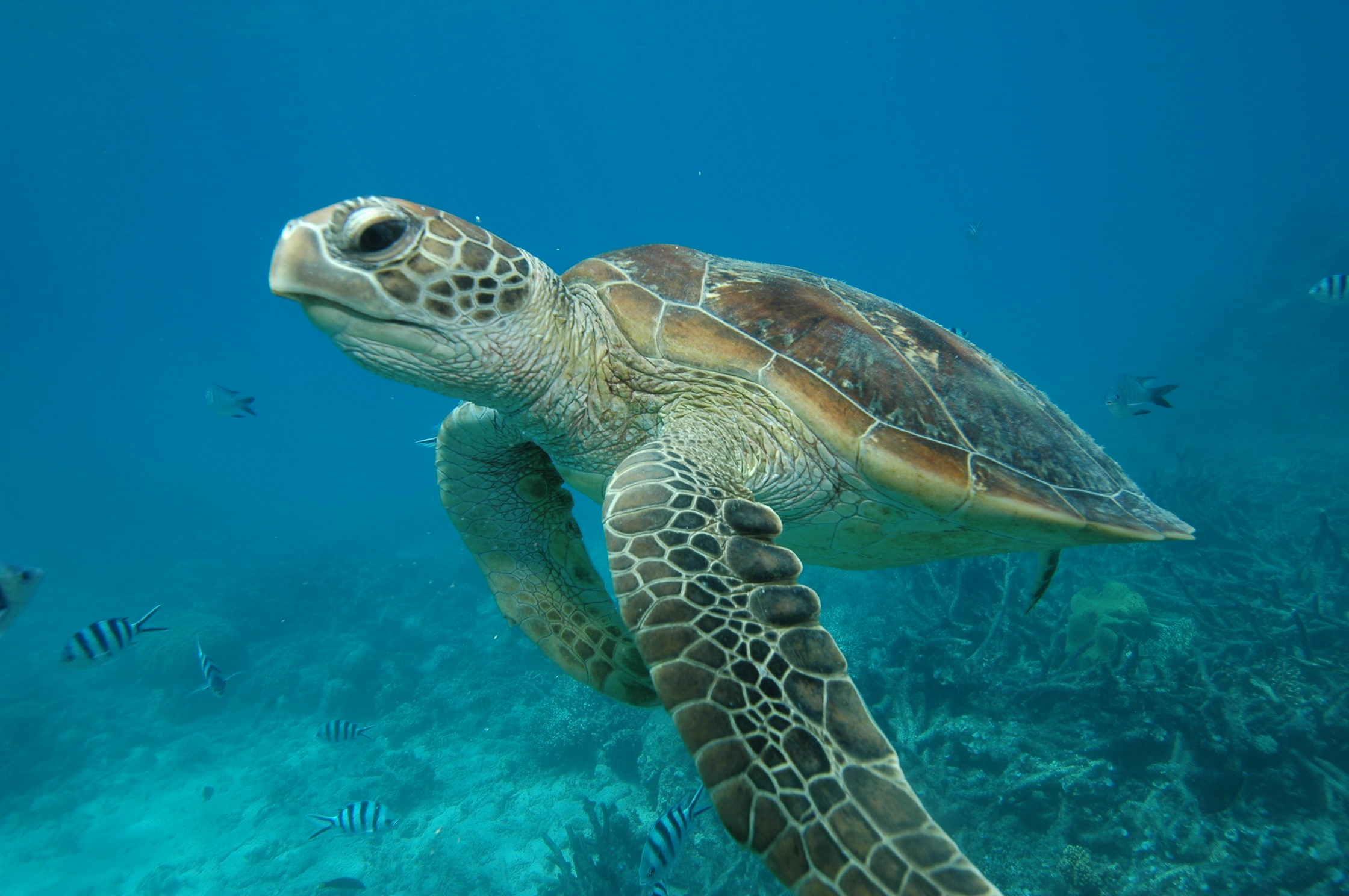 Tortue de mer à Koh Tao