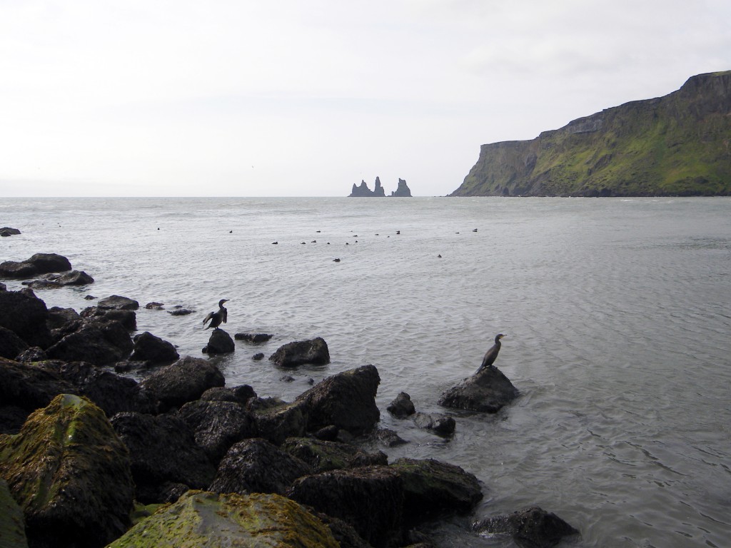 Cormorans sur la plage de Vik et Reynisdrangar en fond, Islande