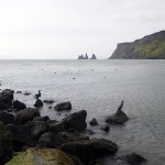 Cormorans sur la plage de Vik et Reynisdrangar en fond, Islande