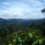 Forêt équatoriale du Parc National Taman Negara en Malaisie
