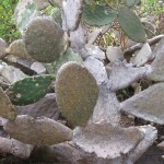 Cactus au Musée Intiñan, Equateur - Trace Ta Route - Blog voyage