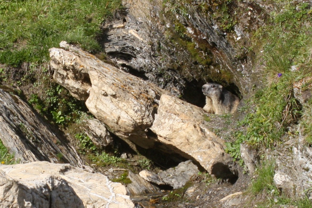 Marmotte aux Roches Merles