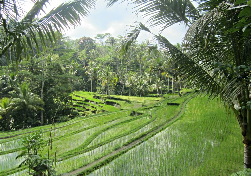 Rizieres du Gunung Kawi à Tampaksiring, Bali