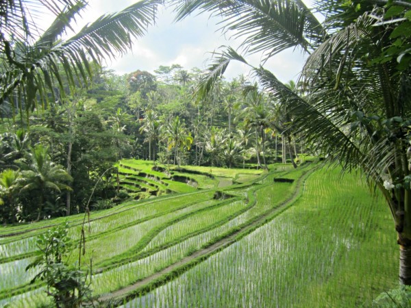 Rizieres du Gunung Kawi à Tampaksiring, Bali