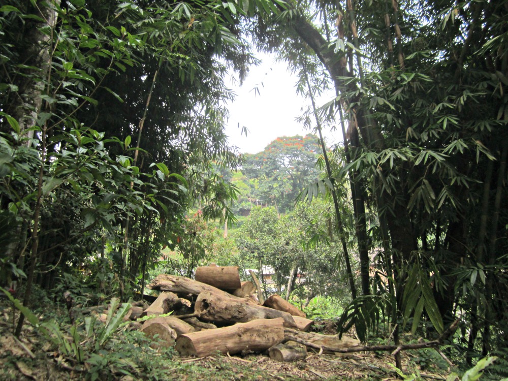 Jungle vers Pancasari, Bali