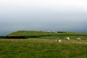 Moutons sur Reynisfjall (Vik i Myrdal)