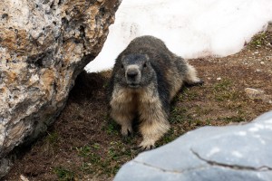 Marmotte au Parc de la Vanoise