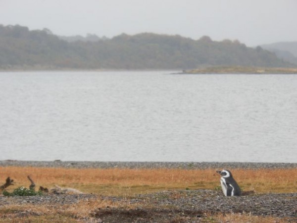 manchots de magellan dans leur terrier sur l'ile martillo canal de beagle terre de feu ushuaia