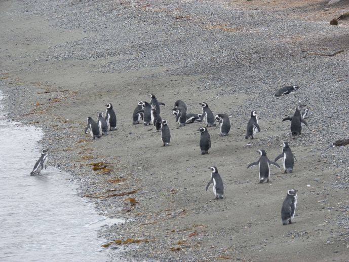 pingouins magellan sur la plage île Martillo ushuaïa blog voyage