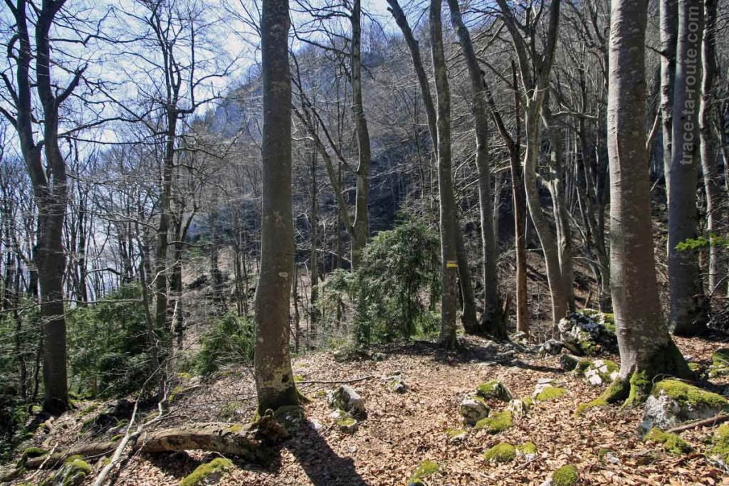Sentier dans les sous-bois, à la Dent du Chat