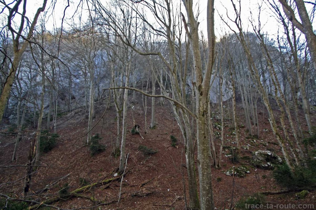 Sentier dans les sous-bois, à la Dent du Chat