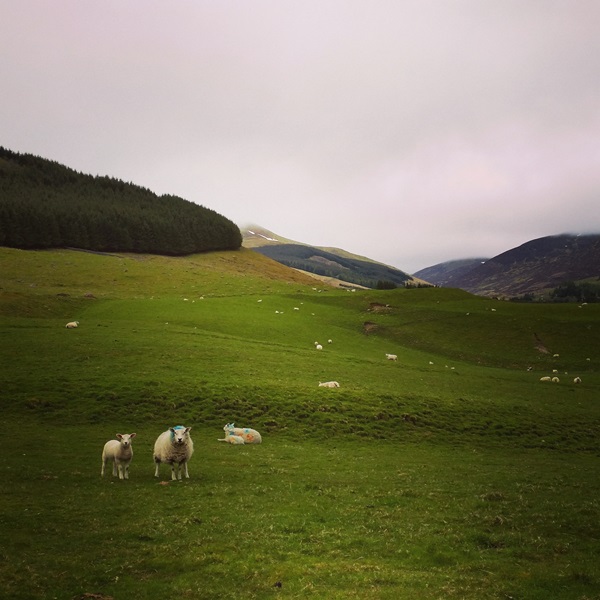 circuit en Ecosse : les highlands et ses moutons en prairie