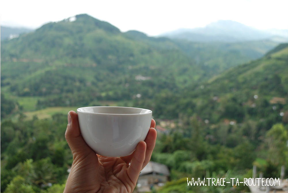 Dégustation de thé à Ella, Sri Lanka
