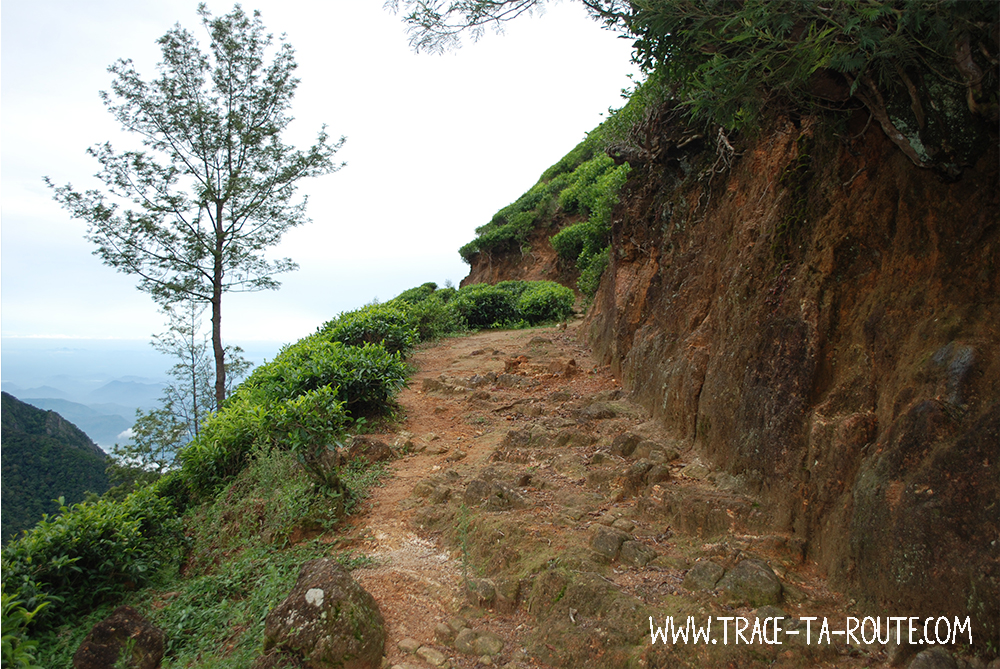 Route dans les plantations de thé, Sri Lanka