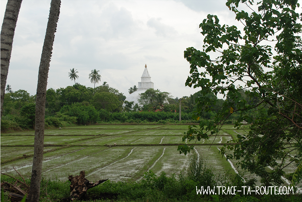 Temple et rizières à Tissamaharama, Sri Lanka