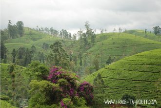 Paysage dans le train, Sri Lanka