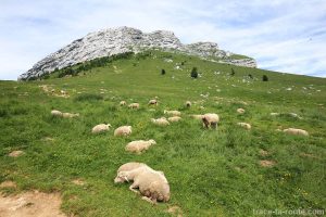 Moutons au Col des Ayes à la Dent de Crolles