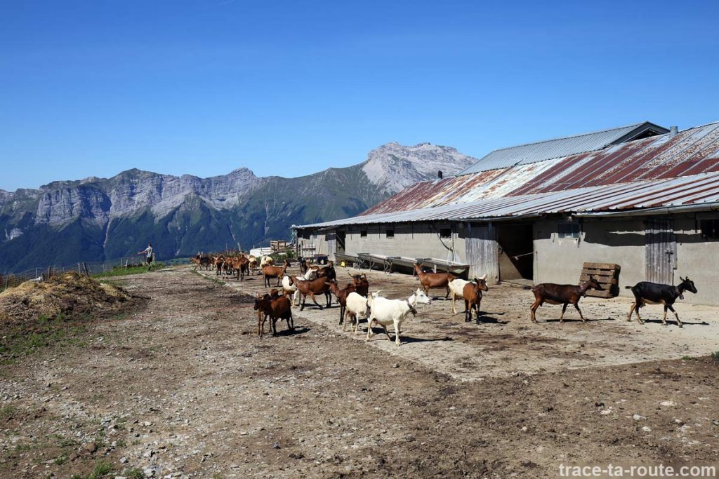 Chèvres du Chalet de l'Aulp de Marlens sous le Mont Charvin