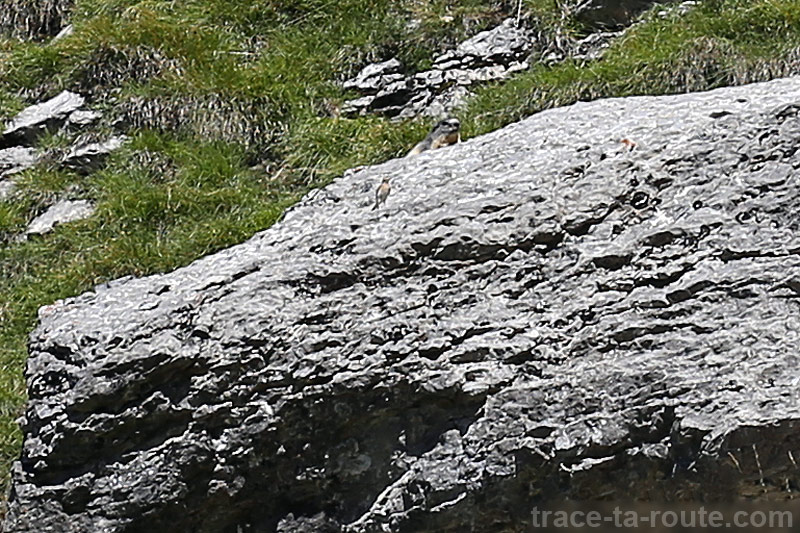 Marmotte au Mont Charvin