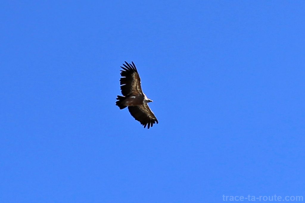 Vol d'un vautour fauve au-dessus du Mont Charvin