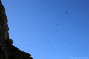 Escadron de vautours fauves au-dessus du Col des Porthets