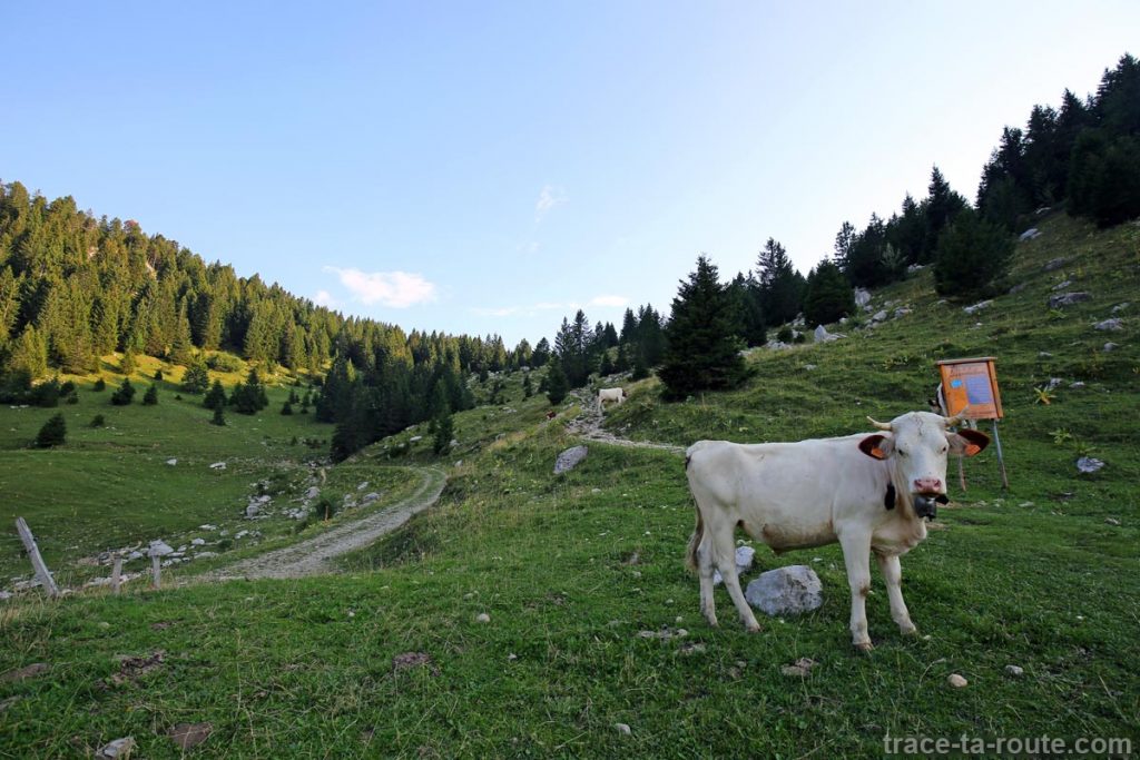 Vaches dans sur l'alpage de l'Anglettaz au Parmelan - Aviernoz