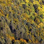Forêt automne - vue depuis Les Taillées du Sautet, Aviernoz (Parmelan)