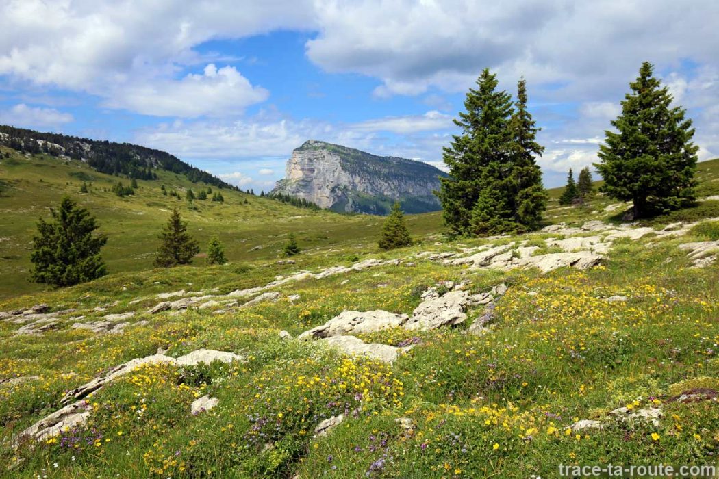 Prairie fleurie sur le Plateau de l'Alpe, en Chartreuse