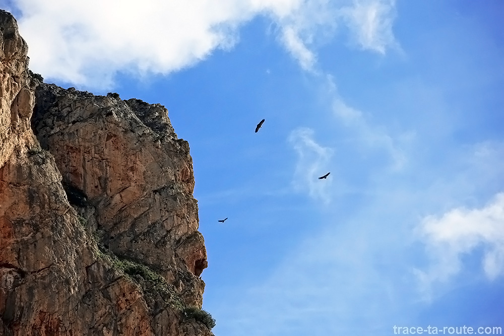 Vautours fauves au-dessus du Caminito del Rey - Ardales Andalousie Espagne Andalucia Espana Spain birds