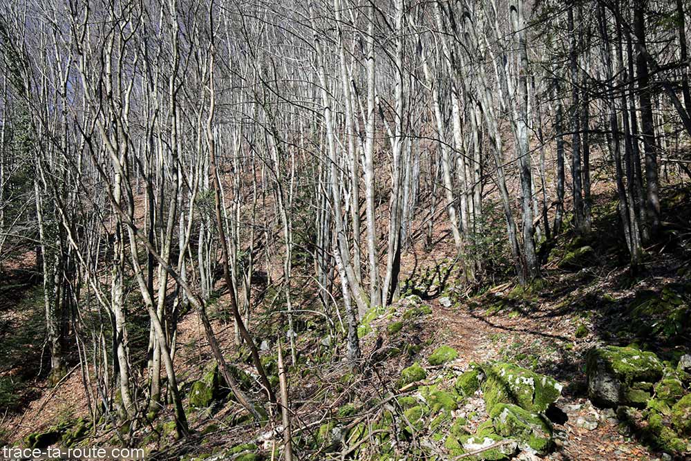 Sentier de randonnée sous les bois vers la Croix du Nivolet depuis le village de Pragondran (Savoie)