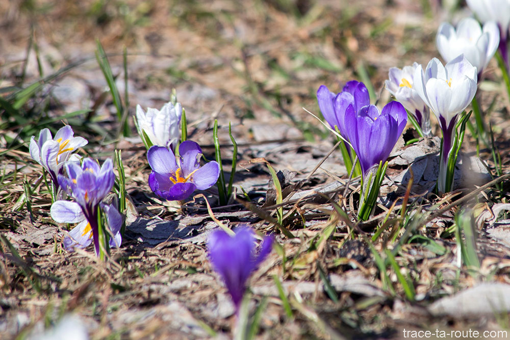 Crocus ( Safran printaniers )s - Fleurs de montagne / Mountain flowers spring
