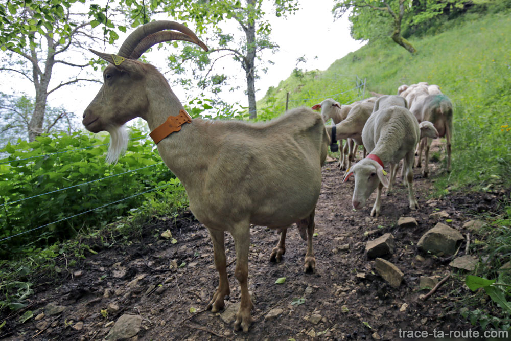 Chèvre et brebis de la Ferme du Nivolet sur le sentier de randonnée à la Croix du Nivolet par le Pas de l'Échelle depuis Lovettaz