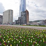Tour Paradis de Liège et parterre de tulipes