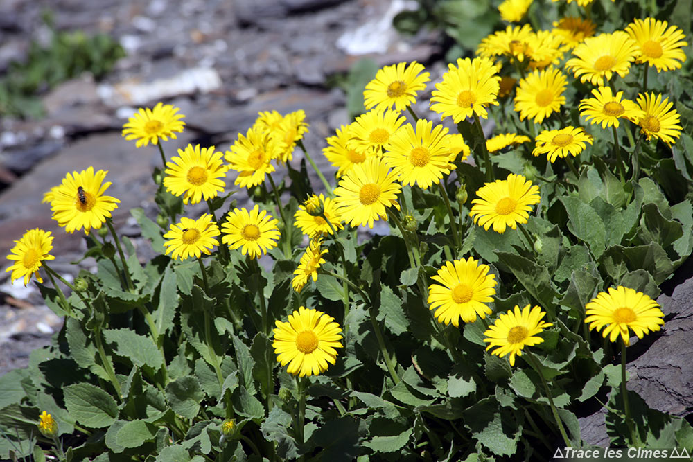 Doronics à grandes fleurs au Col des Bataillères sur le Tour du Mont Thabor