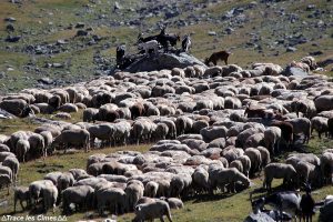 Alpage de brebis et de chèvres au Muandes sur le Tour du Mont Thabor