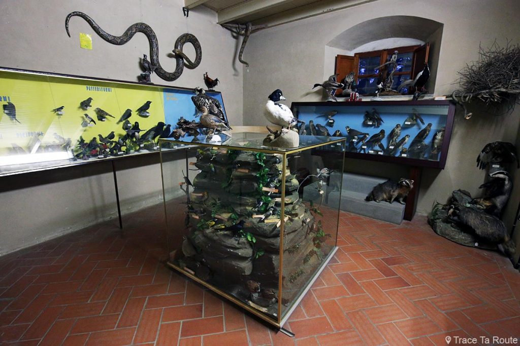 Exposition animaux empaillés taxidermie musée zoologique Villa Baciocchi, Capannoli (Valdera, Toscane, Italie)