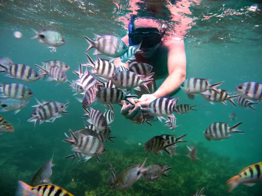 snorkeling sur lîle maurice, le jardin de corail de blue bay - blog voyage Trace Ta Route