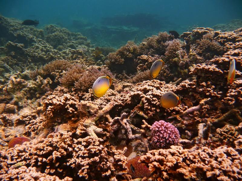 snorkeler a la pointe aux piments sur l'île maurice - blog voyage trace ta route