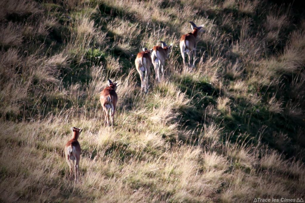 Troupeau de mouflons dans le Massif de la Chartreuse