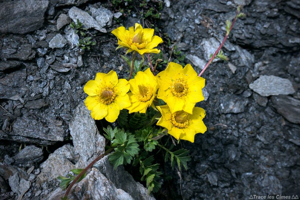 Benoite rampante (fleurs de montagne) - Tour du Queyras GR 58, Hautes-Alpes