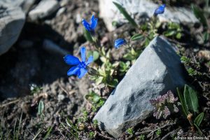 Gentiane (fleur de montagne) - Queyras, Hautes-Alpes