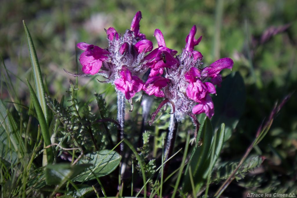 Pédiculaire verticillée (fleur de montagne) - Queyras, Hautes-Alpes