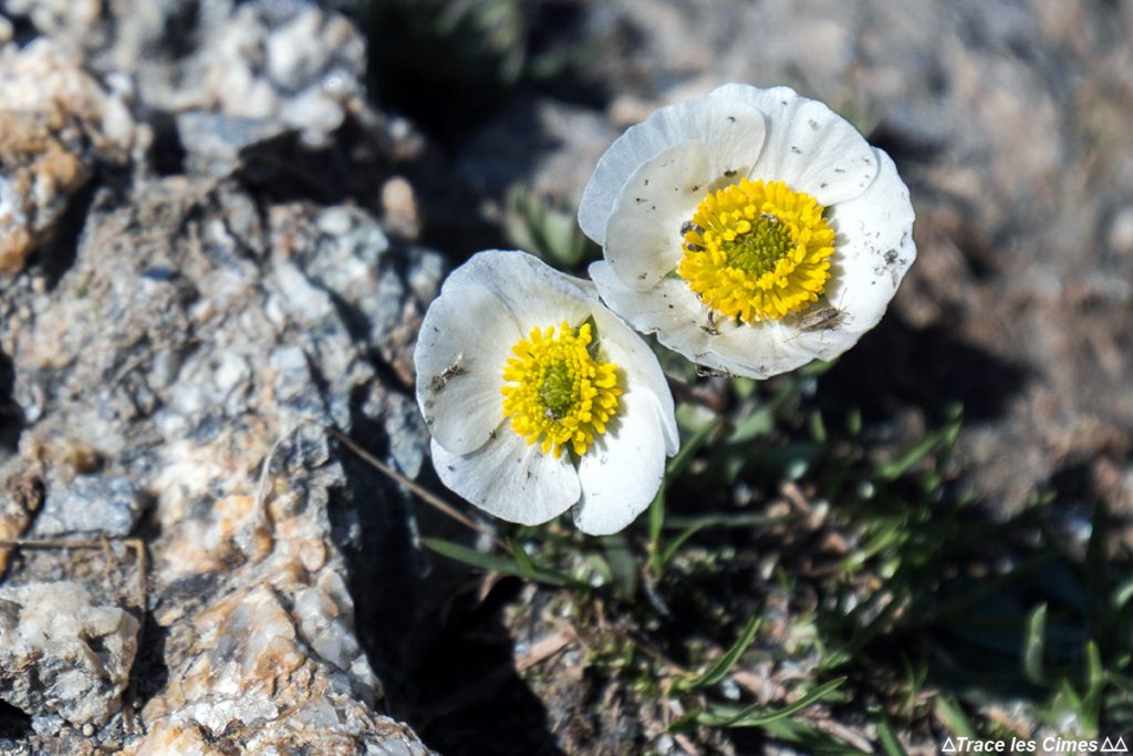 Renoncule de Séguier (fleur de montagne) - Queyras, Hautes-Alpes