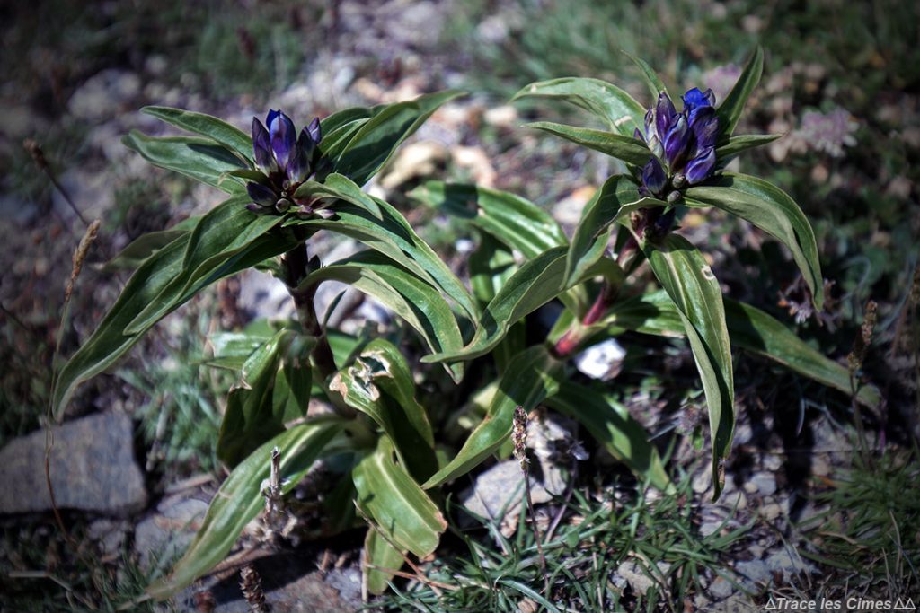 Gentiane asclépiade (fleur de montagne) - Queyras, Hautes-Alpes